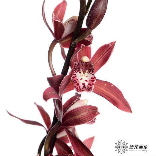 兰花 | 大花蕙兰韩国小姐【瑕疵 折痕 不售后，介意者慎拍】 商品图1