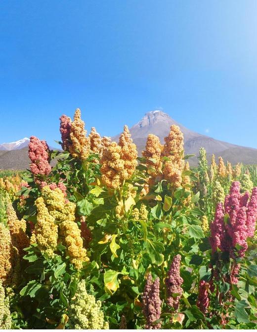 【1:1:1三色藜麦】 玻利维亚进口藜麦 富含蛋白质 无需浸泡 粒大饱满 商品图11