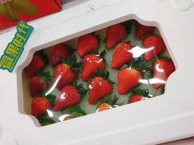 泡沫草莓一箱（拼团）