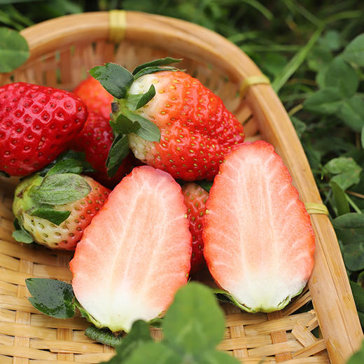 大凉山露天草莓 现摘现发 色泽鲜艳   酸甜可口 香气浓郁果肉细腻致密  酸甜适口  香气浓郁  个大饱满  露天自然生长 商品图5