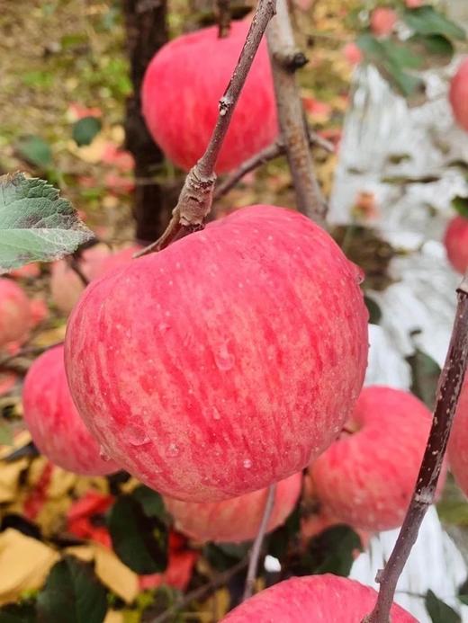 王掌柜吉苹（大果1箱32个头（不是每颗苹果都叫王掌柜）（7.8/个） 商品图0