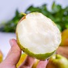 玉露香梨脆甜梨子水果新鲜 商品缩略图2