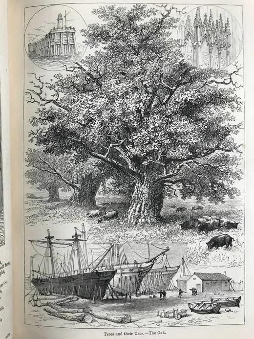 1882年 巧言小筑杂志 数百幅精美插图（含多幅彩色） 漆布精装16开 商品图14