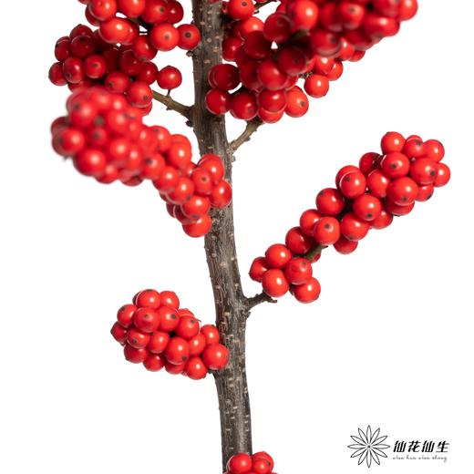 冬青 | 天物状元红A级（运输过程中易掉果、压伤,不售后，介意慎拍） 商品图2