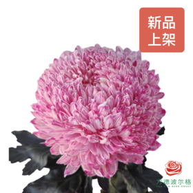 吸色牡丹菊-炫彩粉  5枝一扎