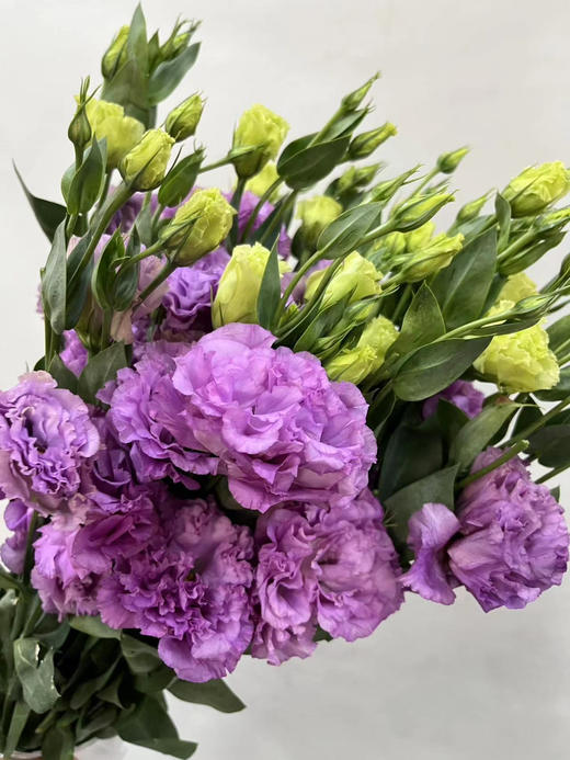 【洋桔梗】--波浪浅紫  若干枝/扎 商品图5