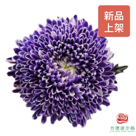 吸色牡丹菊-炫彩薰衣草紫  5枝一扎 商品图0