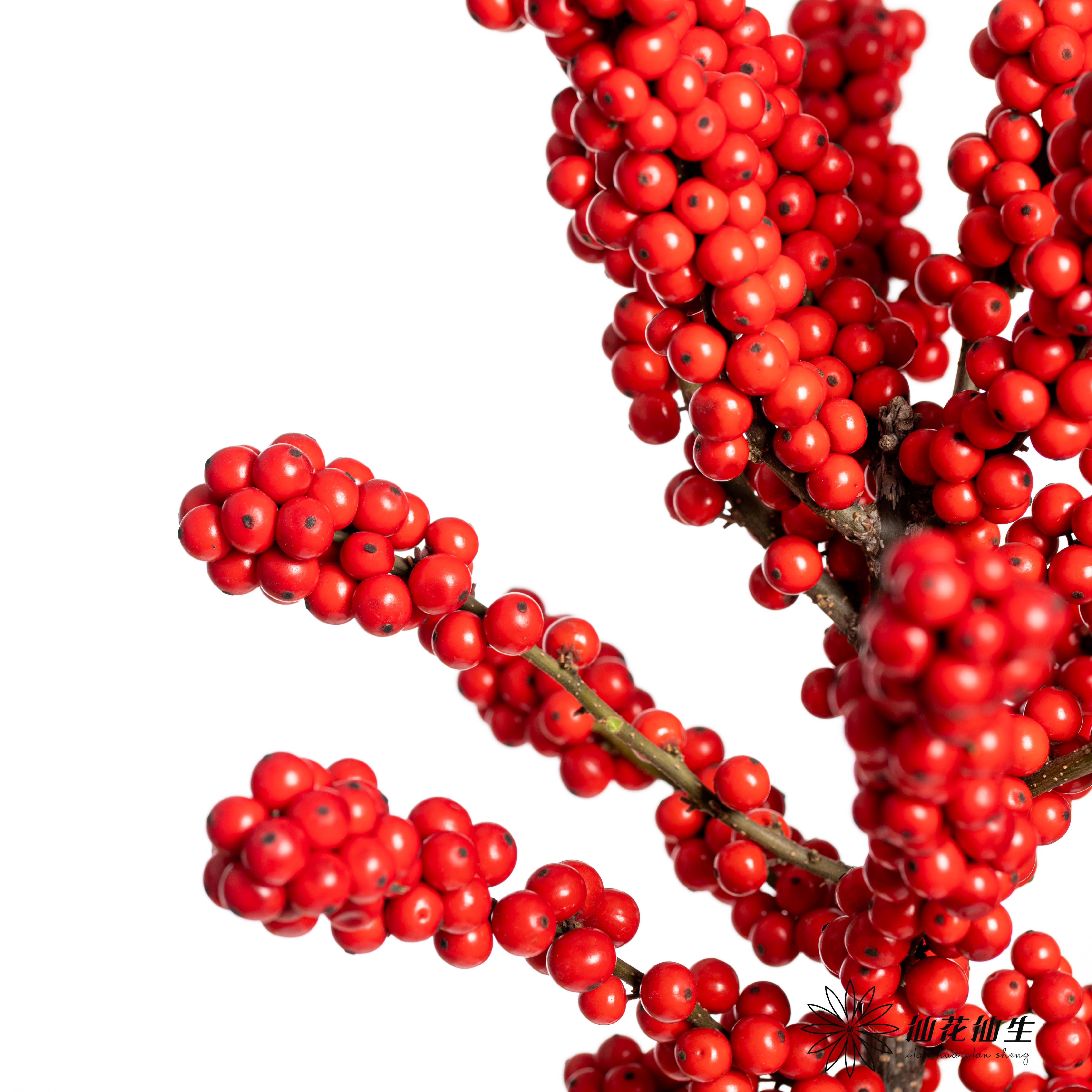 冬青 | 天物状元红A级（运输过程中易掉果、压伤,不售后，介意慎拍）