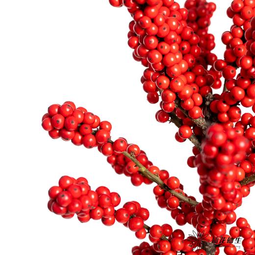 冬青 | 天物状元红A级（运输过程中易掉果、压伤,不售后，介意慎拍） 商品图0