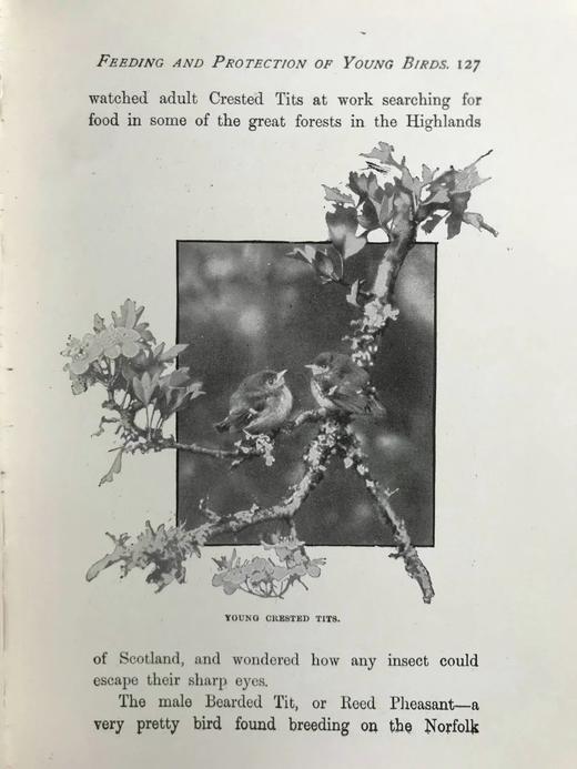 含藏书票！1923年 基尔顿《我们的鸟类朋友》 100幅插图 漆布精装32开 商品图7