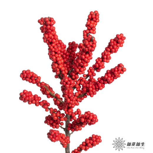 冬青 | 天物状元红A级（运输过程中易掉果、压伤,不售后，介意慎拍） 商品图1