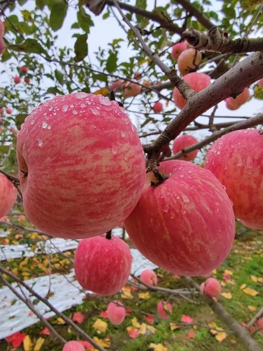 王掌柜吉苹（大果1箱32个头（不是每颗苹果都叫王掌柜）（7.8/个） 商品图1