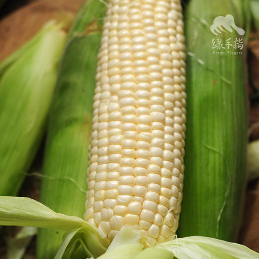 生态水果玉米 | 合作生产*Eco-Fruit corn  | Coproduction 商品图2
