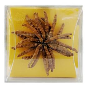 神象 冬虫夏草 10克扎花P26