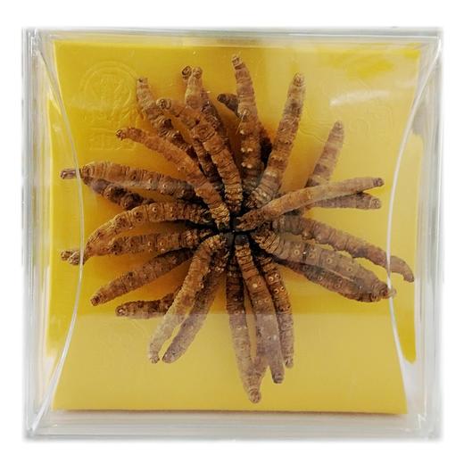 神象 冬虫夏草 10克扎花P26 商品图0
