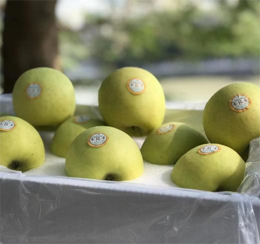 木艮本 阿庆王子×瑞雪苹果 （8-9头毛重6斤）| 水果 商品图1