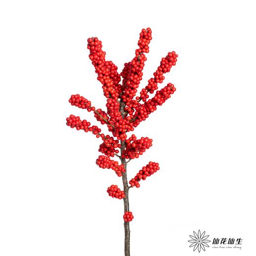 冬青 | 天物状元红A级（运输过程中易掉果、压伤,不售后，介意慎拍） 商品图3