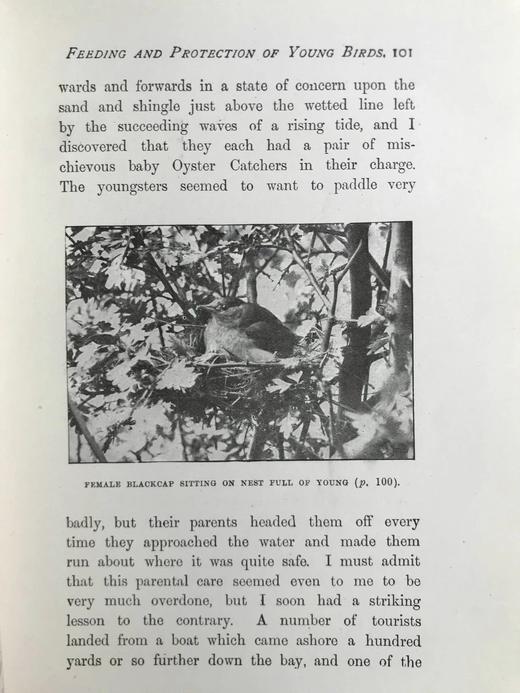 含藏书票！1923年 基尔顿《我们的鸟类朋友》 100幅插图 漆布精装32开 商品图12