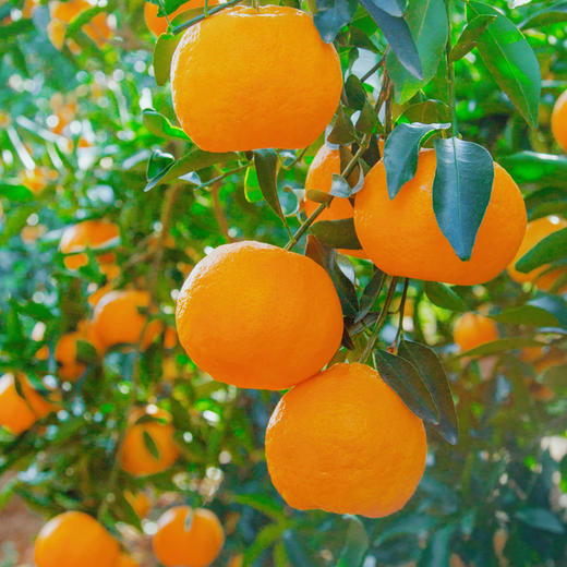 【碰上好运-宜昌椪柑】酸甜口感  孕妇水果 汁多味浓 果肉细嫩 颗粒饱满 商品图9