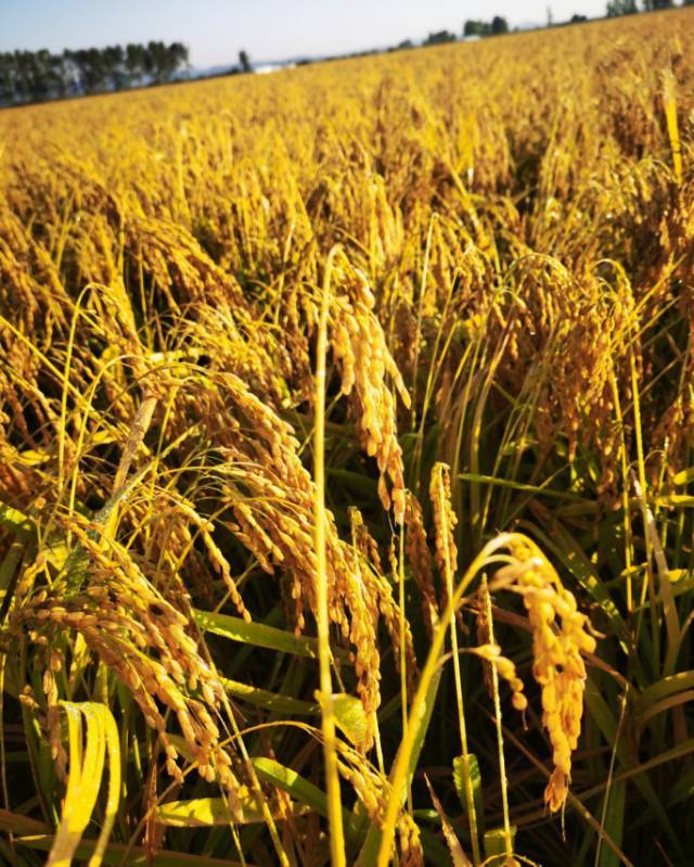 五常稻花香大米 5kg 五常农户直供