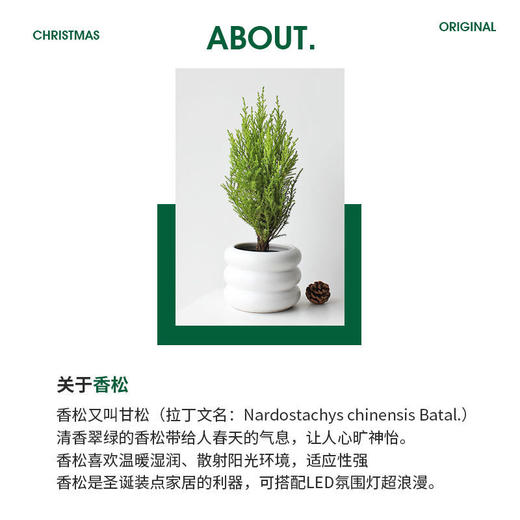 【会长大的圣诞树】圣诞节礼物女生老师圣诞树创意迷你小树盆栽家用桌面装饰小型摆件 商品图4