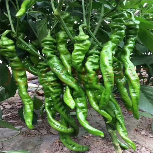 螺丝椒1500g 商品图0