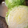 生态包菜 | 合作生产*ecological cabbage | Coproduction 商品缩略图3
