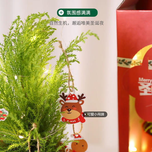 【会长大的圣诞树】圣诞节礼物女生老师圣诞树创意迷你小树盆栽家用桌面装饰小型摆件 商品图3