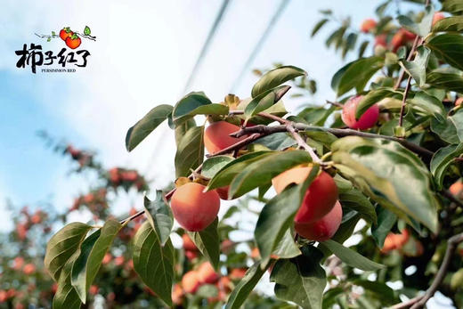 【柿子红了】晶莹剔透中带着红亮软糯的质感，十分诱人~流心果肉吃起来又像冰淇淋又像果冻，啧啧，吃一个都停不下来！ 商品图5