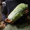 生态大白菜（河北，申通快递） | 合作生产 *Eco- Chinese cabbage | Coproduction 商品缩略图1