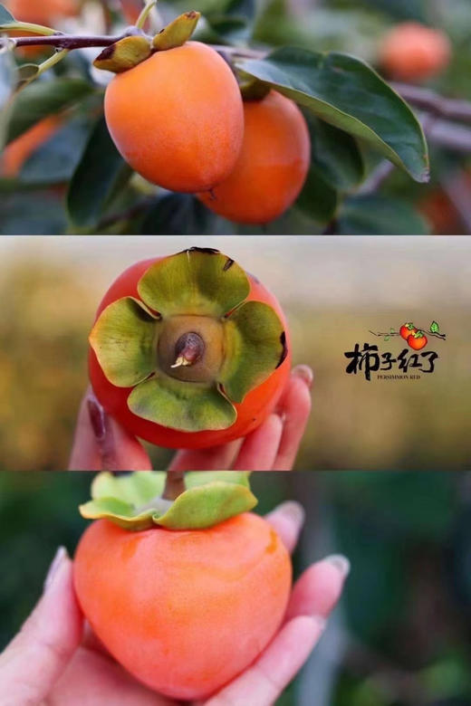 【柿子红了】晶莹剔透中带着红亮软糯的质感，十分诱人~流心果肉吃起来又像冰淇淋又像果冻，啧啧，吃一个都停不下来！ 商品图4