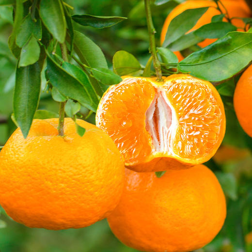 【碰上好运-宜昌椪柑】酸甜口感  孕妇水果 汁多味浓 果肉细嫩 颗粒饱满 商品图10