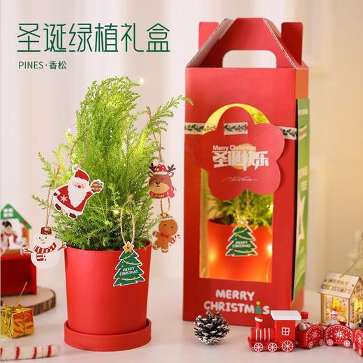 【会长大的圣诞树】圣诞节礼物女生老师圣诞树创意迷你小树盆栽家用桌面装饰小型摆件 商品图1