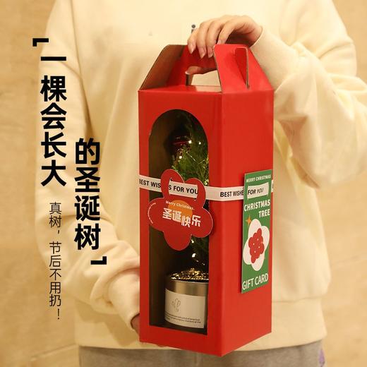 【会长大的圣诞树】圣诞节礼物女生老师圣诞树创意迷你小树盆栽家用桌面装饰小型摆件 商品图0