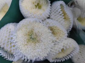 小菊 | 面包菊伊特斯科白