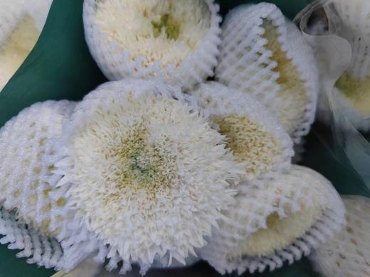 小菊 | 面包菊伊特斯科白 商品图0