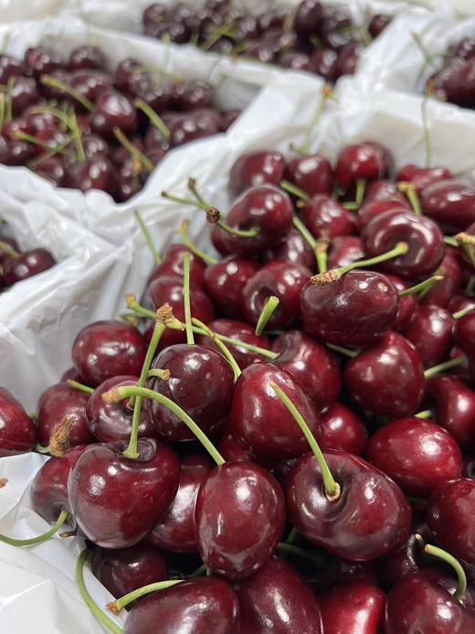 空运车厘子【48-72小时发货】第一口澳洲车厘子尝鲜！来自新南威尔士州红袋鼠果园，每年出口销量冠军 品质稳定 又脆又甜 广州仓发货 国内顺丰空运 商品图5