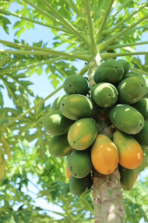 红夫人商城 海南空运 牛奶木瓜（约5斤） 商品图0