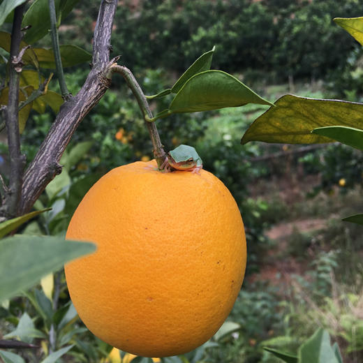 有机赣南脐橙 商品图11