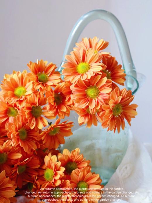 【橘子汽水小雏菊】5支/份  第二份减10元 商品图4