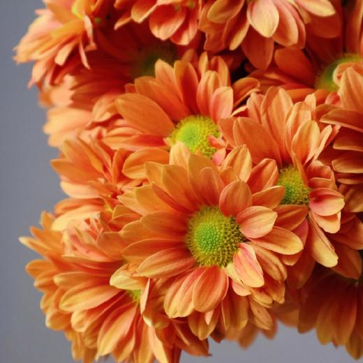 【橘子汽水小雏菊】5支/份  第二份减10元 商品图1