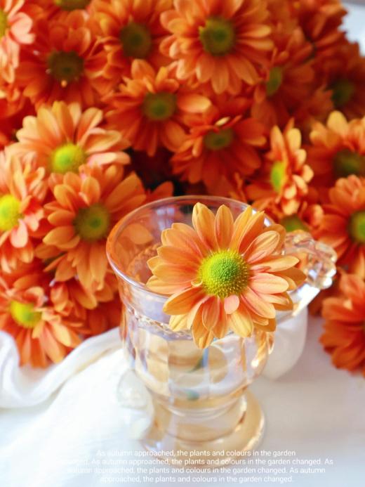 【橘子汽水小雏菊】5支/份  第二份减10元 商品图2