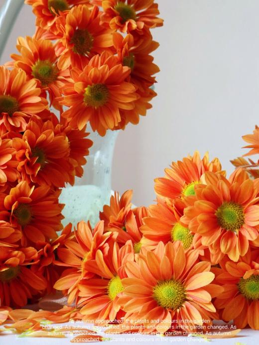 【橘子汽水小雏菊】5支/份  第二份减10元 商品图7