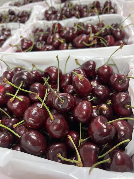 空运车厘子【48-72小时发货】第一口澳洲车厘子尝鲜！来自新南威尔士州红袋鼠果园，每年出口销量冠军 品质稳定 又脆又甜 广州仓发货 国内顺丰空运 商品图8