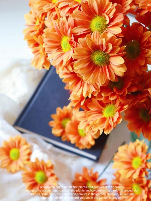 【橘子汽水小雏菊】5支/份  第二份减10元 商品图3