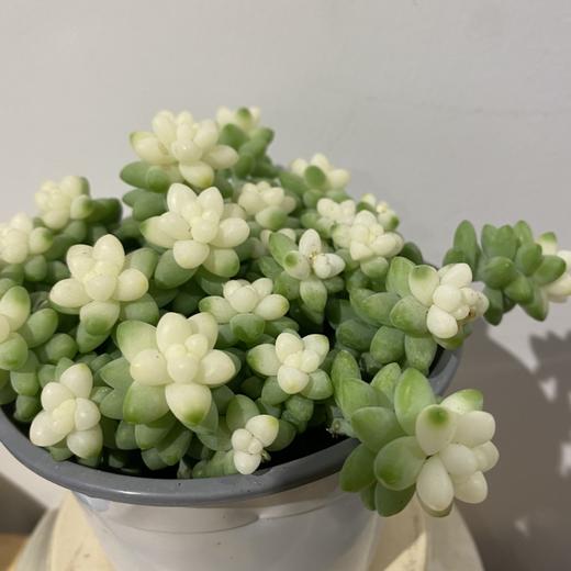 【绿植】多肉-玉坠锦 商品图0