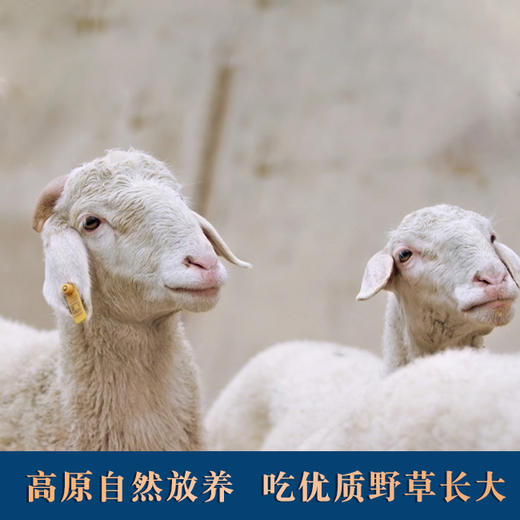 甘肃东乡羊全羊 14kg 商品图4