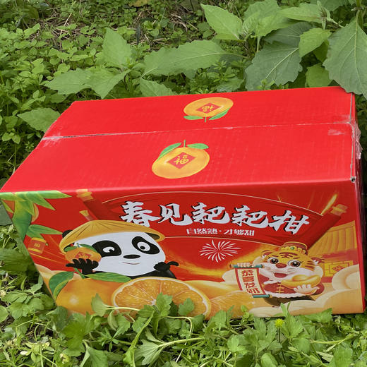 四川春见耙耙柑礼盒装 新鲜粑粑柑当季水果整箱柑橘 5斤 商品图1