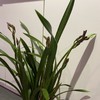 【绿植】醉美人兰花 商品缩略图1