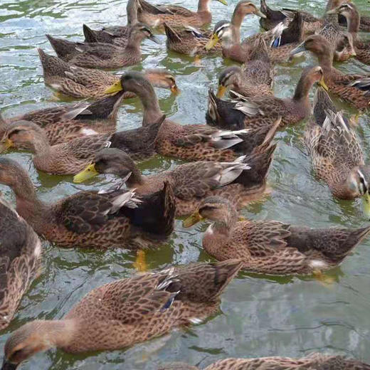 华禾绿源 绿耕名品 农产品套餐E 商品图3